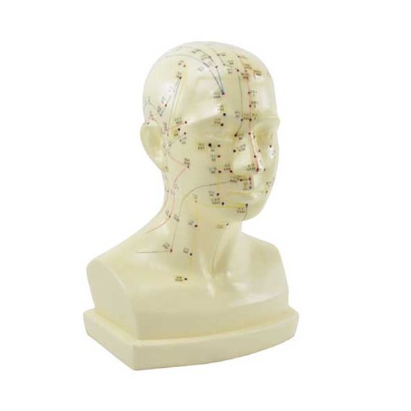Model hlavy na akupunktúru
