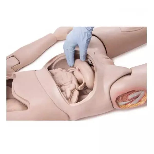 Výukový model človeka II základná verzia