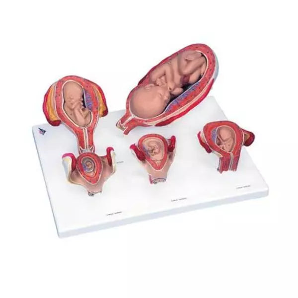 Výuková sada pre úvod do pôrodníctva