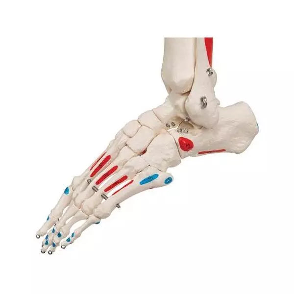 Anatomický model kostry Leo s označením svalových úponov - životná veľkosť