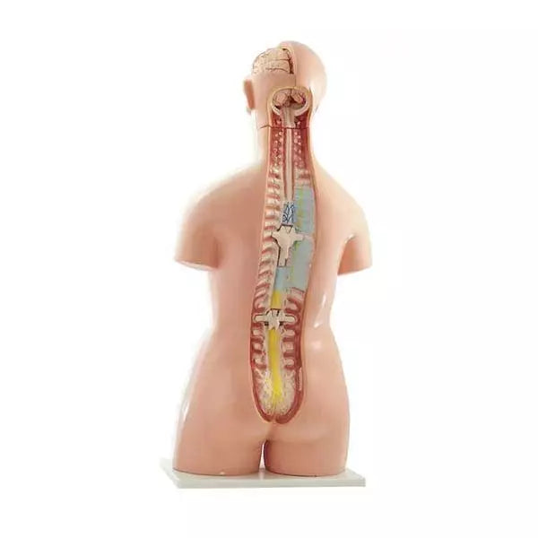 Model ľudského trupu v životnej veľkosti - 40-dielny