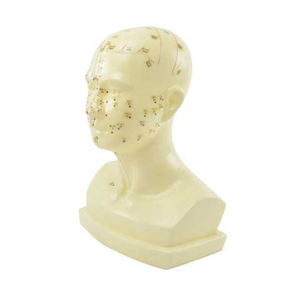 Model hlavy na akupunktúru