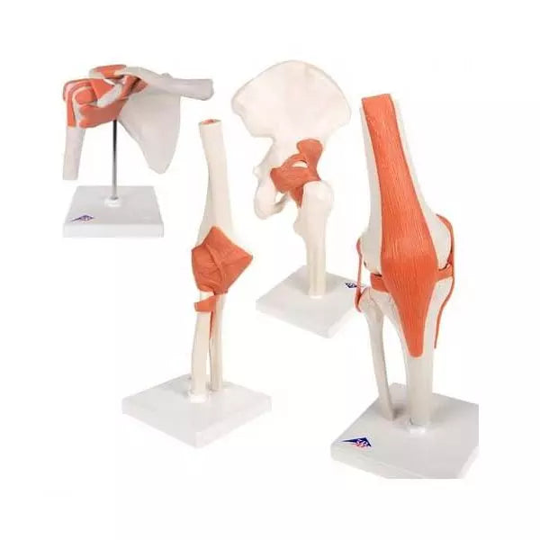 Sada funkčných modelov kĺbov v skutočnej veľkosti - Rameno, Bedro, Koleno