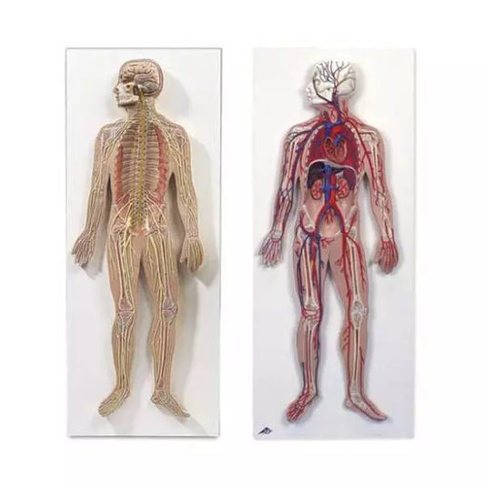 Sada modelov nervového a obehového systému - 1/2 životnej veľkosti