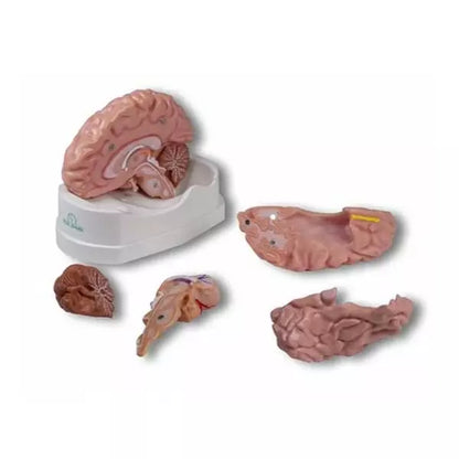 Anatomický model ľudského mozgu - životná veľkosť