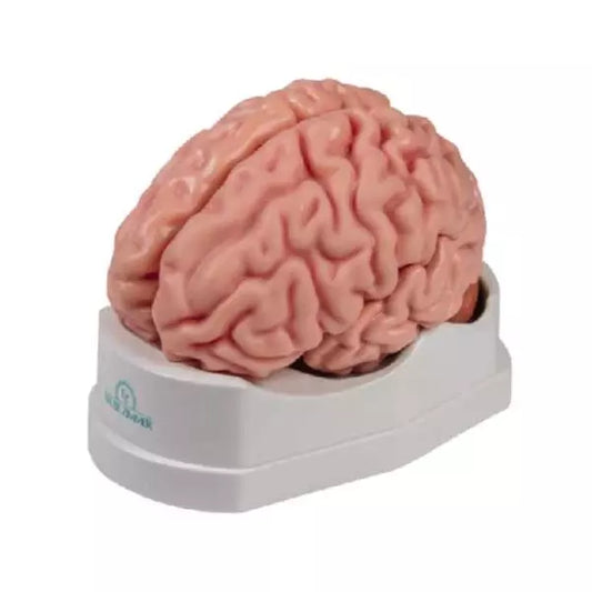 Anatomický model ľudského mozgu - životná veľkosť