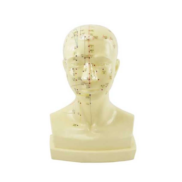 Model hlavy na akupunktúru