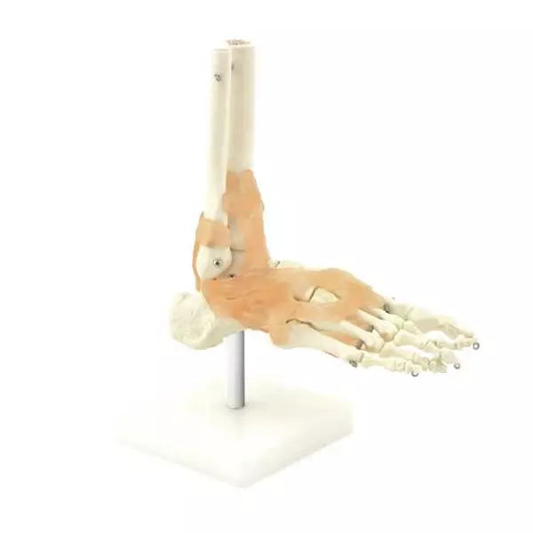 Anatomický model kostry chodidla s väzmi - životná veľkosť