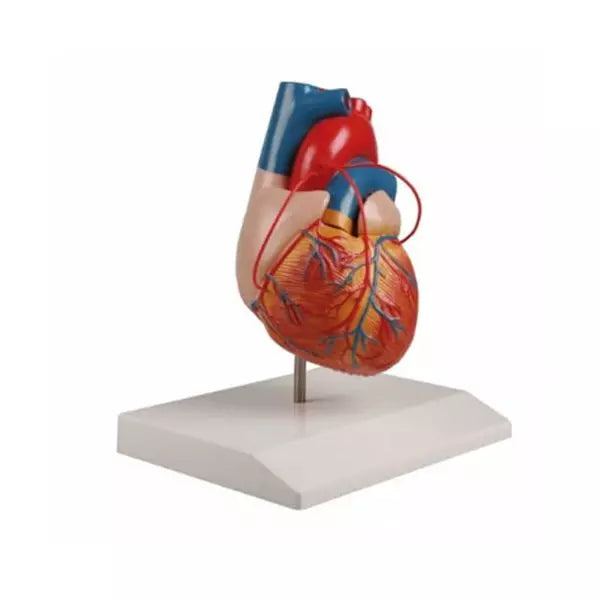 Model ľudského srdca s 3 bypassmi - 2-dielny, životná veľkosť