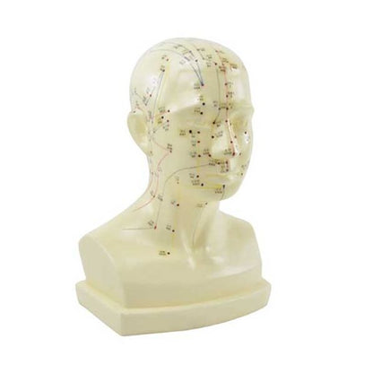 Model hlavy na akupunktúru