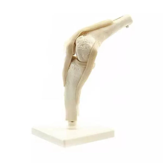 Model kolenného kĺbu v životnej veľkosti - pohyblivý