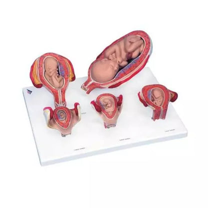 Výuková sada pre úvod do pôrodníctva