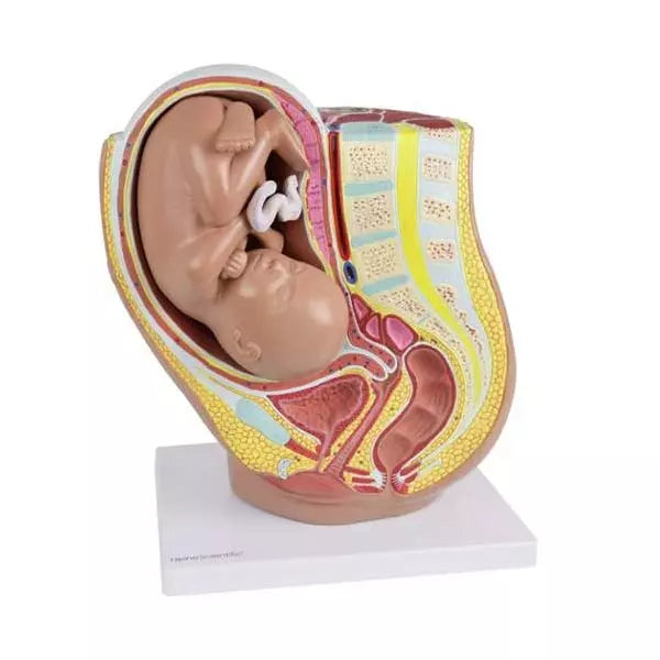 Tehotenský model HeineScientific s vyberateľným plodom - životná veľkosť