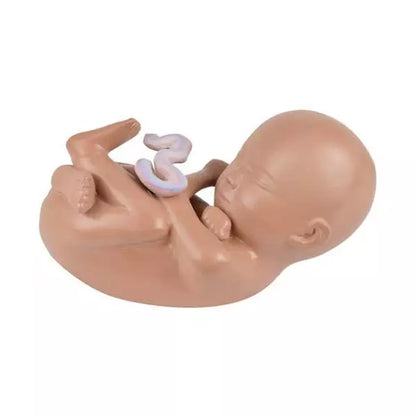 Tehotenský model HeineScientific s vyberateľným plodom - životná veľkosť