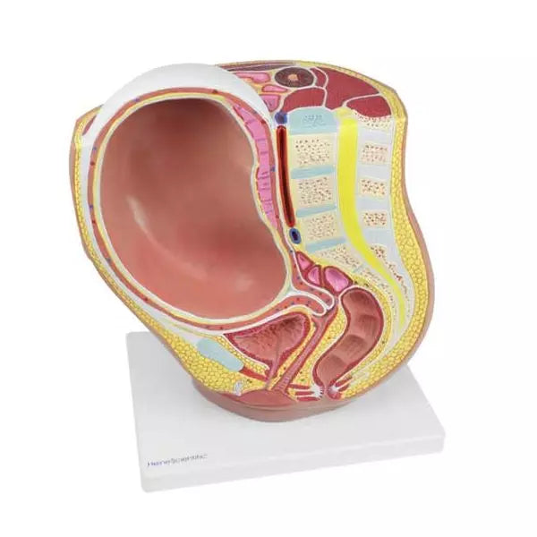 Tehotenský model HeineScientific s vyberateľným plodom - životná veľkosť
