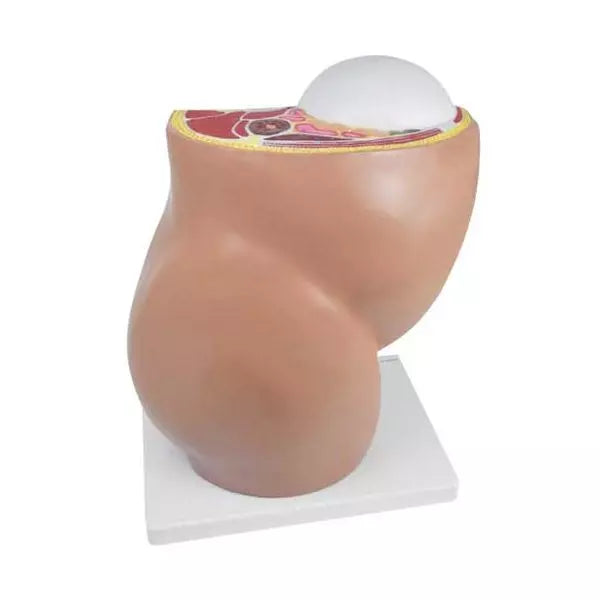 Tehotenský model HeineScientific s vyberateľným plodom - životná veľkosť