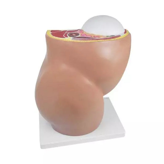 Tehotenský model HeineScientific s vyberateľným plodom - životná veľkosť