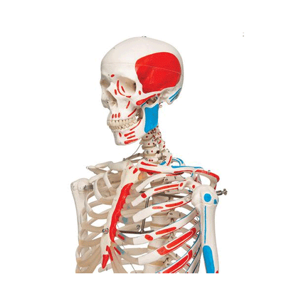 Anatomický model kostry Leo s označením svalových úponov - životná veľkosť
