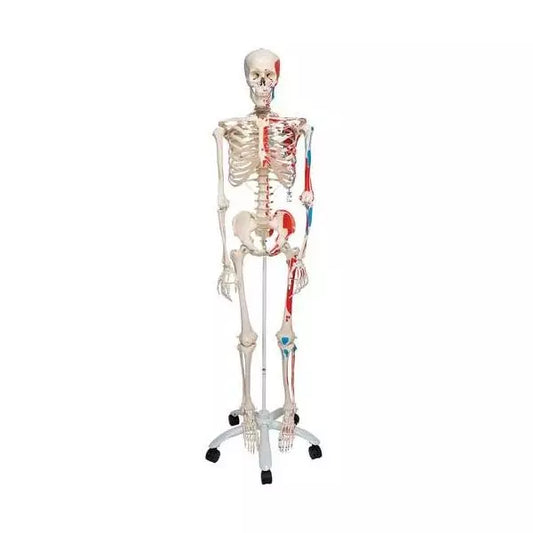 Anatomický model kostry Leo s označením svalových úponov - životná veľkosť