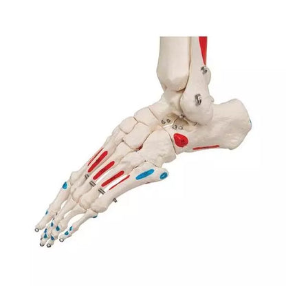 Anatomický model kostry Leo s označením svalových úponov - životná veľkosť