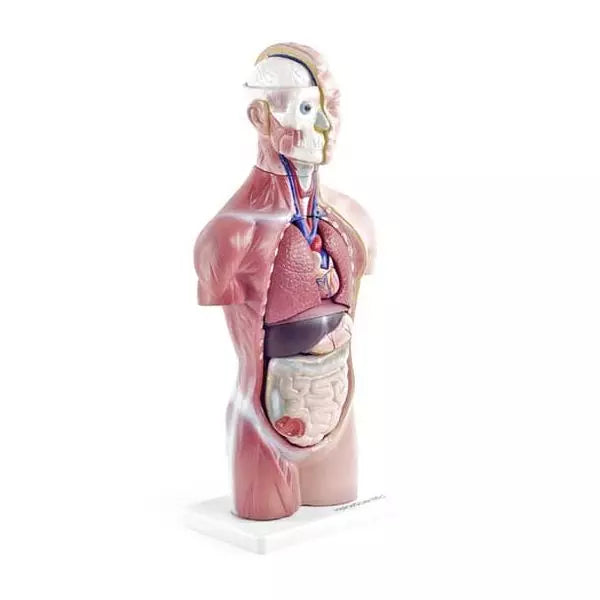 Anatomický model ľudského trupu - 18-dielny, s odnímateľnými orgánmi