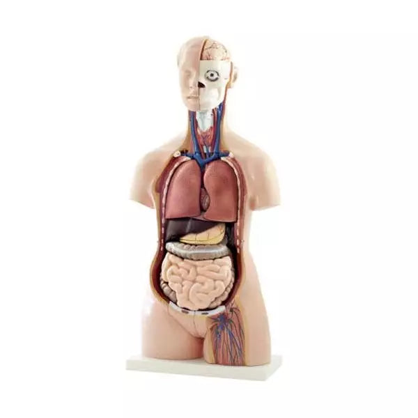 Model ľudského trupu v životnej veľkosti - 40-dielny