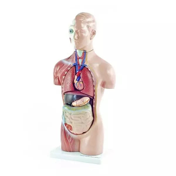 Anatomický model ľudského trupu - 18-dielny, s odnímateľnými orgánmi