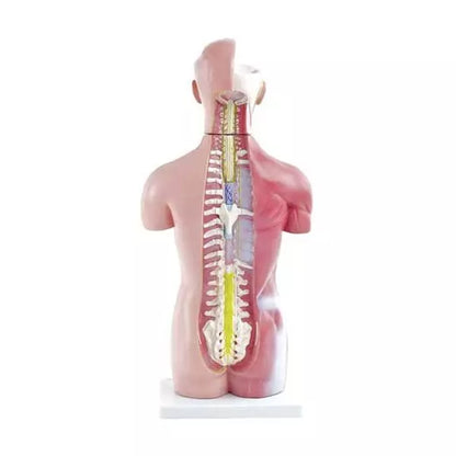 Anatomický model ľudského trupu - 18-dielny, s odnímateľnými orgánmi