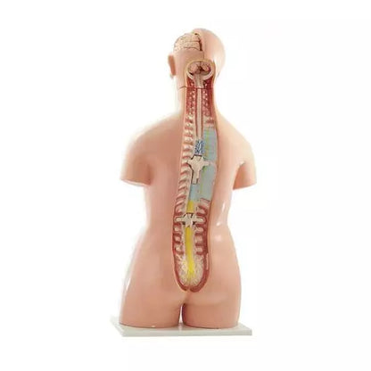 Model ľudského trupu v životnej veľkosti - 40-dielny